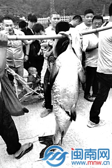 浙江臺(tái)州水庫(kù)泄洪，有人撈到近一人高的大魚(yú)