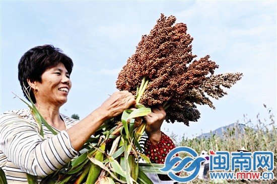 看著飽滿誘人的果實，收割的阿姨一臉喜悅