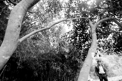 南安向陽(yáng)五臺(tái)樂山現(xiàn)“連理枝”