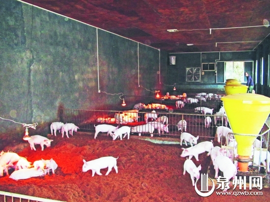 發(fā)酵床使豬的糞便、污水通過(guò)發(fā)酵有效分解