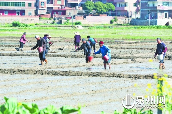 農(nóng)民朋友正忙著平整秧田、播種育秧