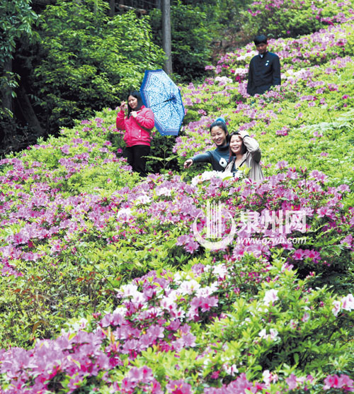 洛江仙公山風(fēng)景區(qū)內(nèi)，杜鵑花漫山遍野，紅的似火，白