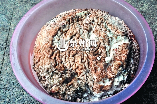 表皮皺巴巴的，看起來像動物大腦。
