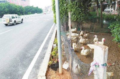 綠化帶上圈養(yǎng)家禽。