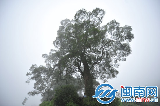 樹高三十多米，樹冠參天