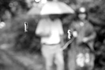 毛蟲懸掛半空，過往行人膽戰(zhàn)心驚。