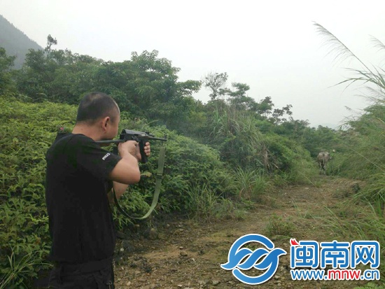中了三槍后，牛摔倒在地?zé)o法動(dòng)彈