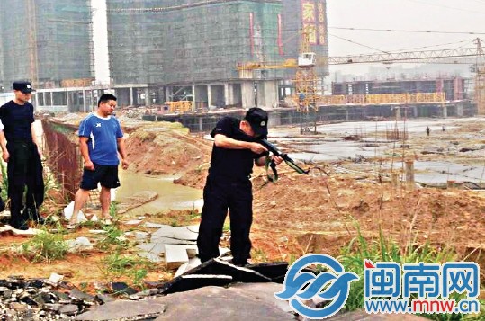 在南安官橋某工地旁，民警將牛擊斃