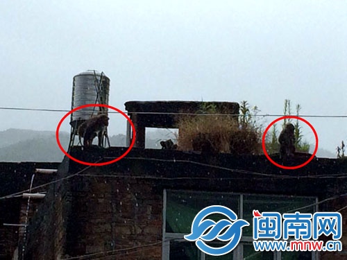 見到民警后，兩只猴子跑到樓頂，玩起了捉迷藏