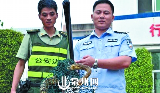 蛇長(zhǎng)2米有余，皮色斑斕鮮艷，無(wú)毒