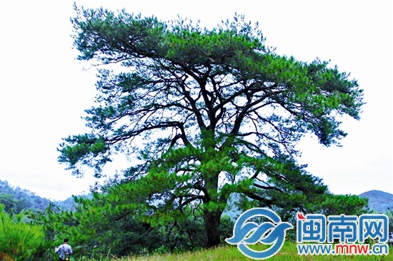 其他古樹不服？來攻擂吧!