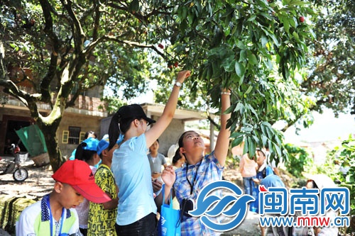 小記者三五成群，男生上樹摘，女生則在樹下伸長胳膊摘