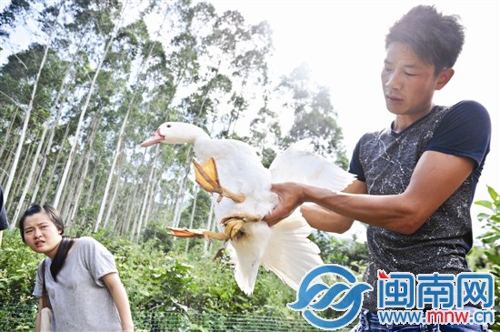 厝邊來看稀奇，因為它長了“三腿四爪”